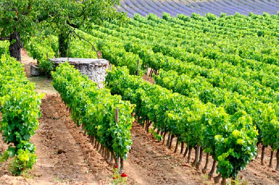Vers une dénomination géographique pour les vins de la Vallée des Maures